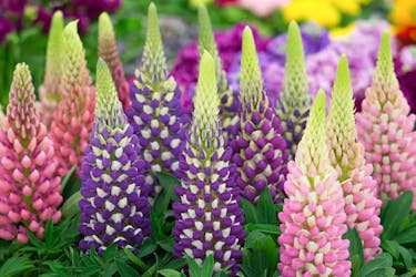 stauder frø lupin stauder frø lupin